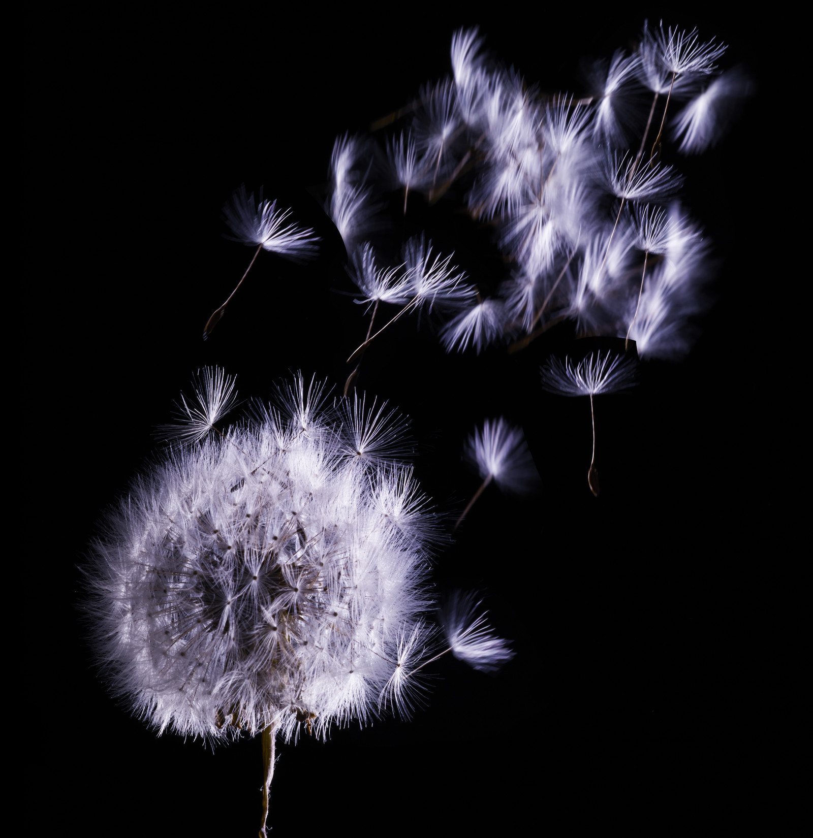 Romain RECHT – Retoucheur Photo Texture et Matière - PARIS